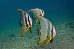 Batfish fresh from my first dive of the New Year.  Ningal... by Ross Gudgeon 